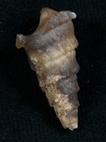 Agatized Gastropod Fossil - #7411